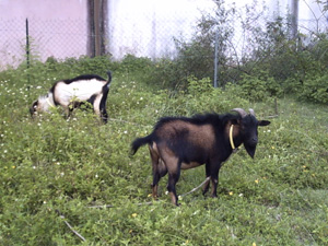 les cabris