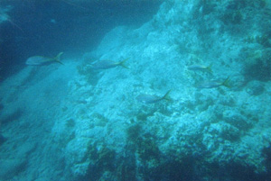 fonds marins