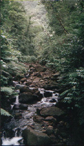for&ecirc;t tropicale