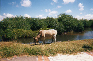 vache